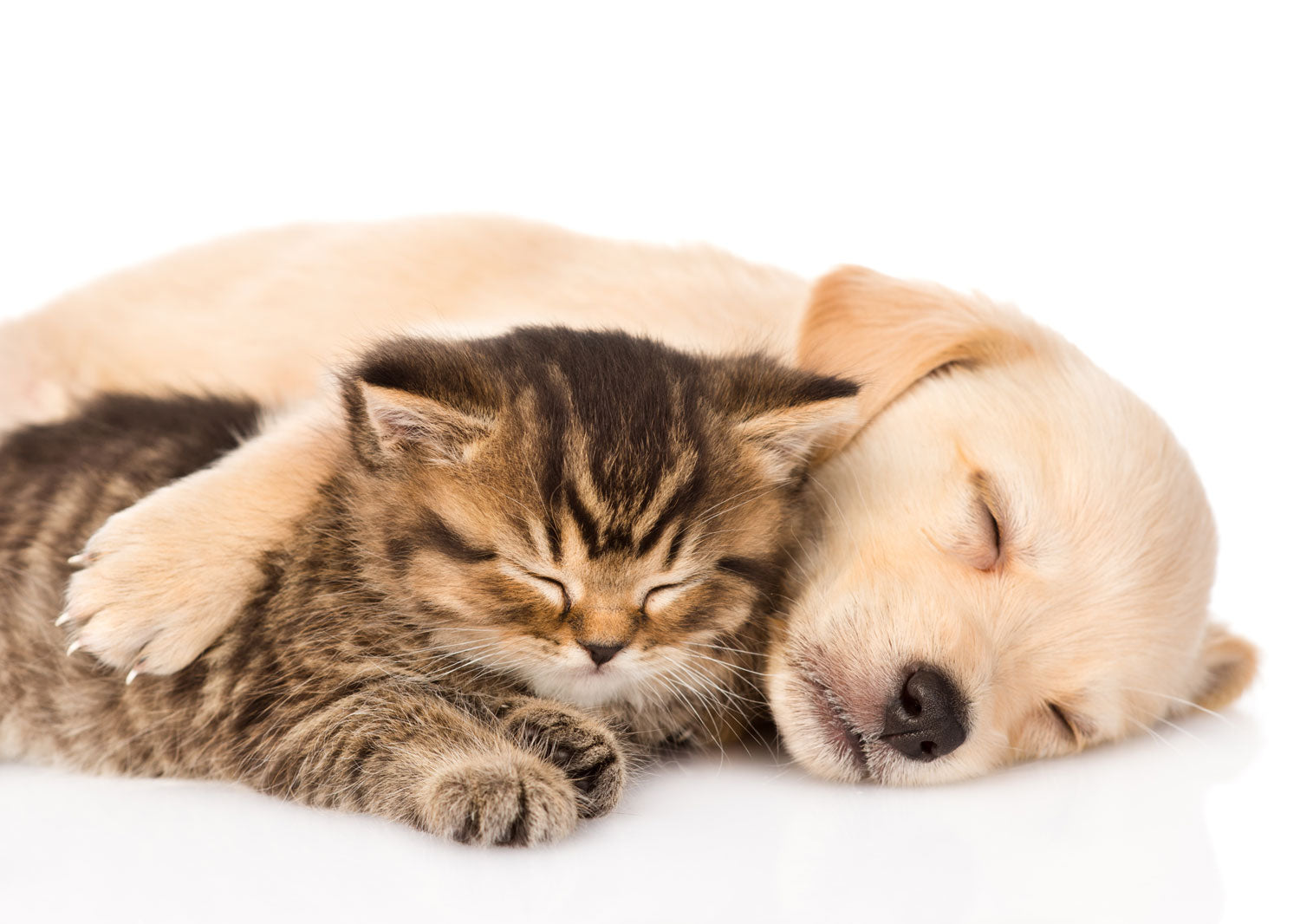 Pet Healing